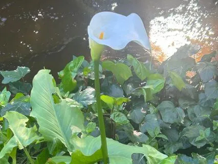 Yoga Nidra: Your Wild And Precious Life