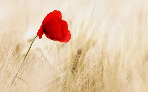 Yoga Nidra ~ Embodied Spirit