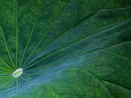 Yoga Nidra ~ Inner Voice