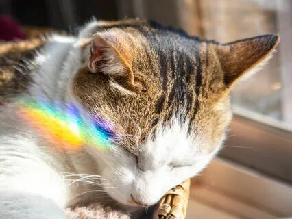 Yoga Nidra: Rest & Restore The Energy Centers