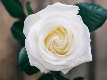 Yoga Nidra | Journey To Your Inner Temple