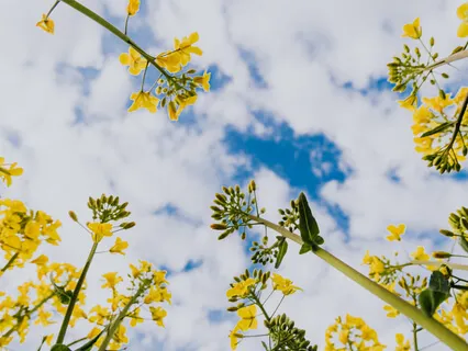 Yoga Sutra: 23 Seeker With Faith In Real Self Succeeds Faster