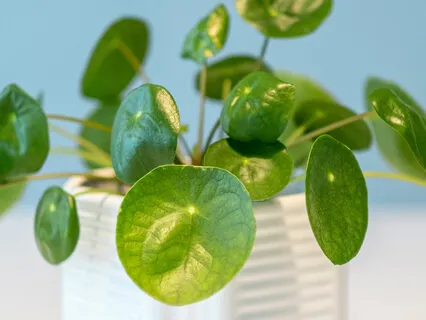 Yoga Sutra -24 Seeker Searching Within, By Pure Mind