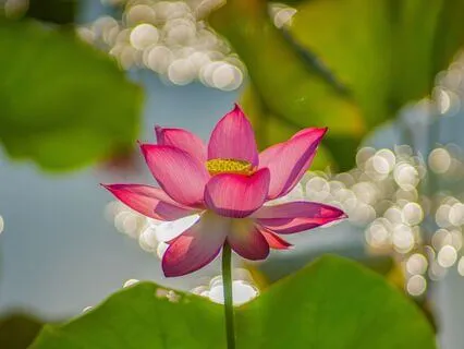 Yoga Wisdom In Stillness: An Eight Limbs Meditation Journey