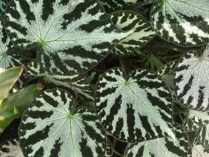 Yogic Breathing For Grounding