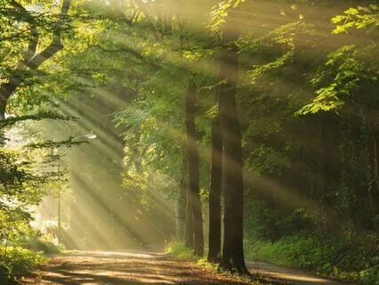 Yogic Reflections -- The Quiet Path Of Vairāgya