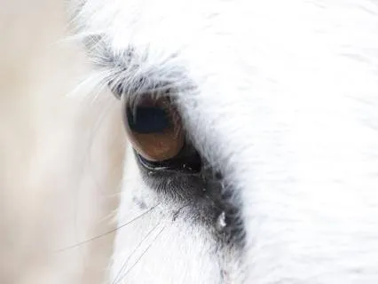 Yogic Sleep Magic Horse Meditation (With Music)