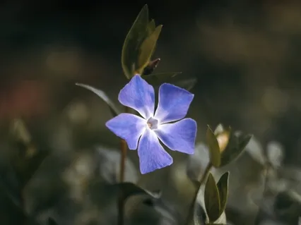 Yom Kippur - Find Forgiveness