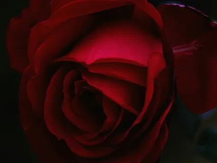 Yoni Yoni Yoni Connection