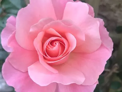 You Are A Flower Guided 432hz Quartz Meditation