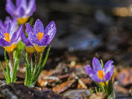 You Are Alone To Walk The Pathless Path