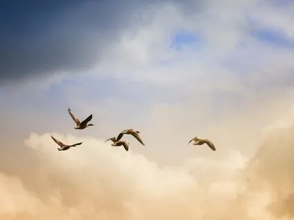 You Are Already Free: Financial Safety & Soul Trust