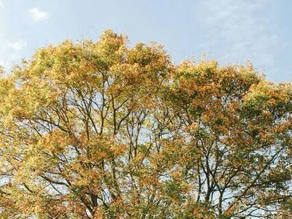 You Are Already Home | A Visualization