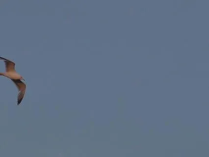 You Are Always Now - 10 Minutes Of Peace Through Presence