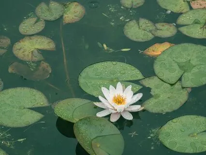 You ARE Bisexual Enough: Identity Healing Meditation