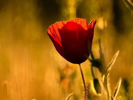 You Are Completely Safe: Grounding Meditation