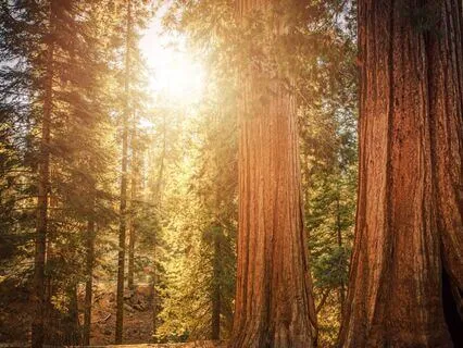 You Are Divine: Angel Number Tuning Forks 111-999 Hz | Gamma