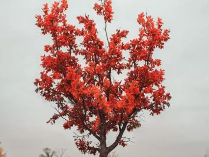 You Are Enough - Root Chakra EFT Tapping