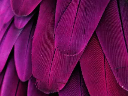 You Are Held | Crown Chakra Meditation With Your Pet