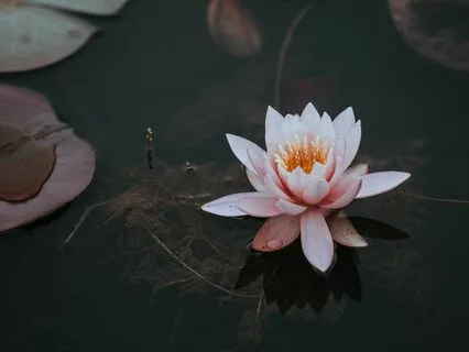 You Are Here To Be Kind To Your Inner World