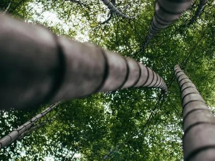 You Are Like The Bamboo