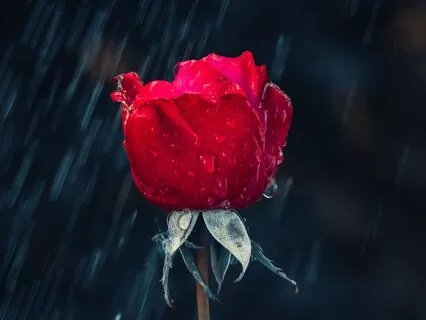 You Are Loved: 528 Hz + 639 Hz & Rain Sounds (Gamma, Lambda)