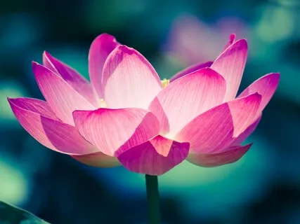 You Are Loved, You Are Safe, You Are Well Meditation 