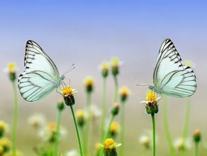 You Are My Wings Guitar Medley