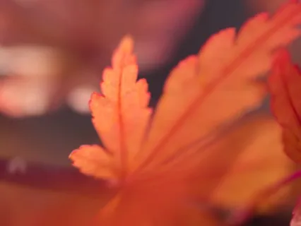 You Are Naturally Truth