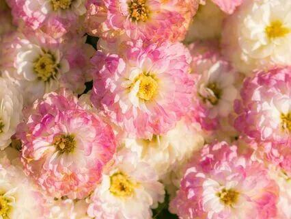 You Are Not Alone – A Comforting Meditation For Loneliness