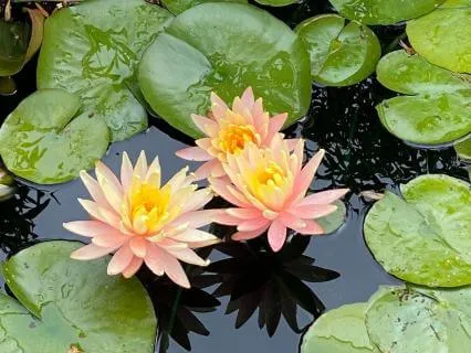 You Are Not Broken: A Meditation For Nervous System Healing