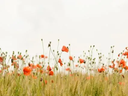 You Are Not Experiencing Awareness. You Are Awareness