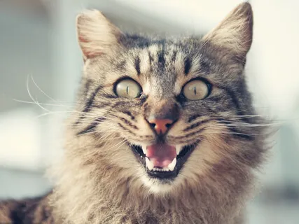 You Are Not Your Emotions