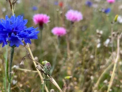 You Are Not Your Thinking - August 8th