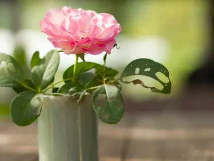 You Are Perfect Meditation For Self Love And Anxiety Relief