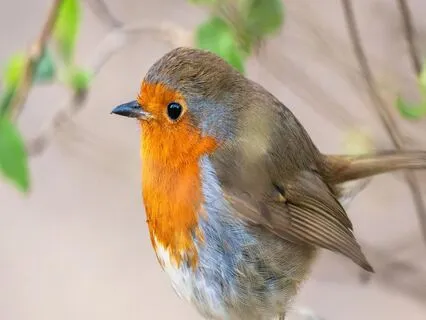 You Are Safe Now - Gentle Safety Practice