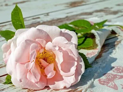 You Are The Rose Meditation