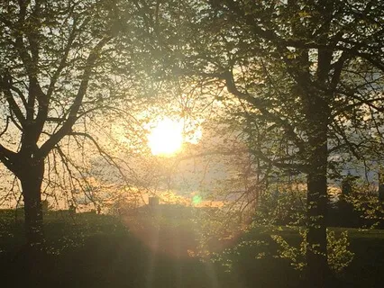 You Are The Tree Of Life