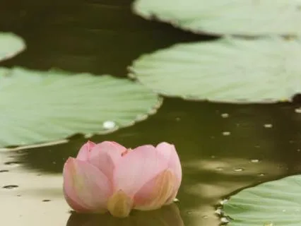 You Are Worthy: Self-Compassion & Loving-Kindness Meditation
