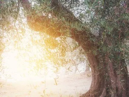 You Are Your Own Tree - For When You Are Feeling Overwhelmed