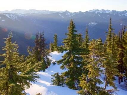 You Belong Meditation (With Morning Forest Sounds)