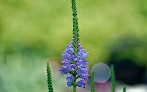 You Belong (With Music)