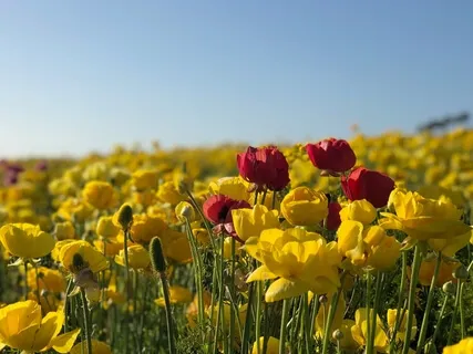 You Can Have It All Insight Timer Live Replay