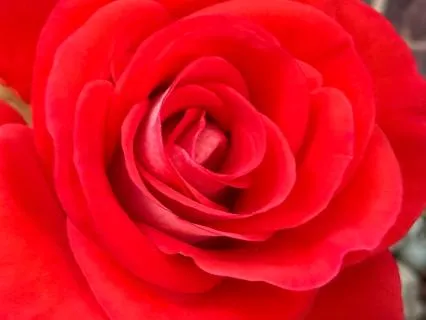 You Cannot Capture An Angel