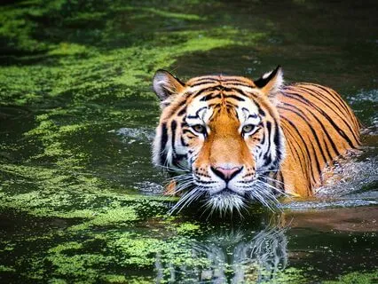 You Choose Your Way: Become Independent