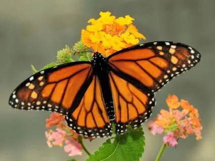 You Forgot You Were Part Of This | The Butterfly's Blessing