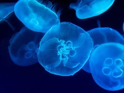 Music For Health Anxiety Relief - Underwater Sounds (8D)