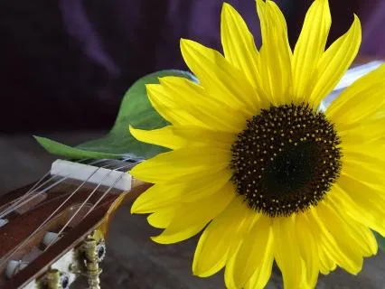 You're Not The One | Song Medley