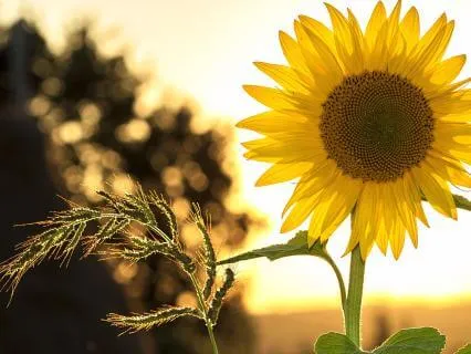 You've Got This! Before School Affirmations For Kids