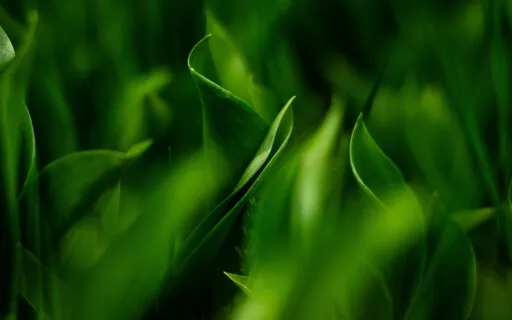 You Were Born A Healer • Guided Healing Meditation